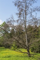 Larix kaempferi - Mélèze du Japon atteint d'une maladie et avec les cônes de l'année dernière sur les branches - Mai