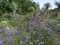 Verbena bonariensis Desert Garden à East Ruston Norfolk