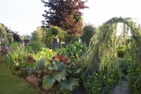 Vue du jardin du cottage au début du mois de juin avec Cedrus atlantica 'Glauca Pendula' agissant comme une arche dans la zone de l'étang