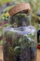 Mauvais choix de plante - un bégonia vigoureux remplit trop rapidement un jardin de bouteilles nouvellement planté