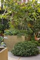 Figuier et grand pot planté de légumes, d'herbes et de fleurs comestibles dans un potager contemporain. Le jardin de la boîte de persil au Chelsea Flower Show 2021