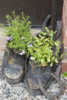Vieilles bottes plantées de Campanule et Phlox
