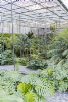 Vue à l'intérieur de la serre avec des plantes exotiques et montrant le toit élevé offrant de l'ombre aux plantes. Parque Eduardo VII, Lisbonne, Portugal, septembre
