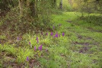 Early Purple Orchid - Orchis mascula poussant dans l'habitat - Lydlinch Common, Dorset, UK