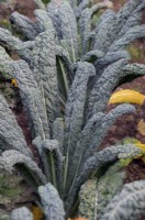Brassica oleracea 'Magie noire'