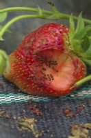 Fourmis - Les espèces Lasius, Myrmica et Formica peuvent endommager une culture de fraises - Fragaria x ananassa