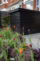 Tulipes colorées dans le jardin de banlieue avec bac peint en noir en arrière-plan.