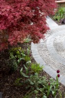 Jardin de devant avec chemin circulaire sous Acer palmatum