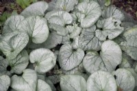 Feuillage d'été 'Looking Glass' de Brunnera macrophylla