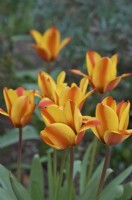 Tulipa Cape Cod - Tulipes