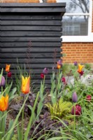 Tulipes colorées dans le jardin de banlieue avec bac peint en noir en arrière-plan. Les tulipes incluent la tulipe 'Ballerine'