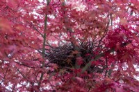 Les oiseaux nichent dans l'Acer palmatum dans le jardin de devant