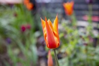 Vue rapprochée de Tulipa 'Ballerine'