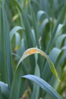 Allium sativum - Ail avec une infection tardive de la rouille