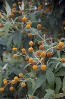 Buddleja globosa - arbuste adapté aux insectes