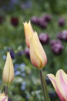 Tulipa 'Blushing Lady' - Tulipes