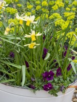 L'hiver et le début du printemps s'intéressent au vieux pot à linge en métal avec Narcissus Jack Snipe et aux pensées à floraison hivernale.