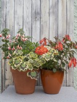 Plantes en pot d'été orange et rouge au Géranium Mrs Pollock, Fuchsia Mandarin Cream et Fuchsia thalia