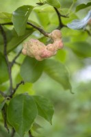 Magnolia kobus - Magnolia du nord du Japon, fruit.