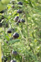 Solanum lycopersicum - Tomate - fruits noirs poussant sur des plantes.
