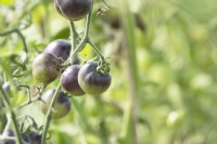 Solanum lycopersicum - Tomate - fruits noirs poussant sur des plantes.