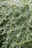 Berberis wilsoniae - Feuillage de l'épine-vinette de Mme Wilson