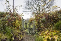 Barrière d'un jardin encadré de roses, de fenouil et de sedums en novembre