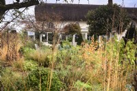Plantation d'automne dans un jardin de campagne comprenant Cornus 'Midwinter Fire', buis et graminées en novembre