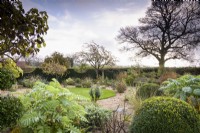 Boîte coupée et Melianthus major encadrent un jardin de gravier et une pelouse circulaire dans un jardin de campagne en novembre