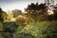 Vue vers le bas dans la rocaille pleine d'arbres, d'arbustes et de fougères inhabituels à Hergest Croft, Herefordshire en octobre