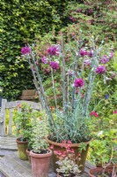 Dianthus 'Chomley Farran' affiché dans un pot en terre cuite sur une table de jardin avec une sélection de pélargoniums
