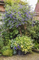 Plantation en pot d'été à thème bleu et jaune avec Solanum rantonnetti standard sous-planté avec des marguerites, des pétunias et des ageratums