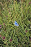 Adonis Blue Butterfly - Polyommatus bellargus sur une flore riche en craie downland