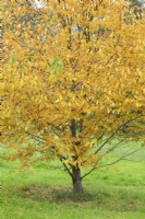 Betula lenta - Bouleau doux en automne