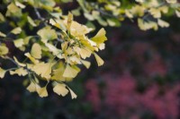 Ginkgo biloba Tremonia - Feuilles d'arbre aux écus en automne