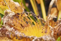 Hosta Francee - Plantain Lily en décomposition en automne