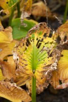 Hosta Sieboldiana - Plantain Lily en décomposition en automne