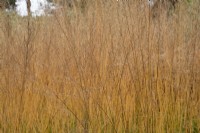 Molinia caerulea sous. arundinacea Karl Foerster - Purple lande-herbe en automne