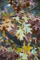 Quercus palustris - Pin feuilles de chêne en automne