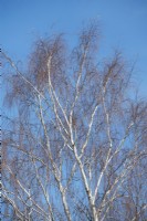 Betula pendula 'Laciniata' - Bouleau suédois en automne