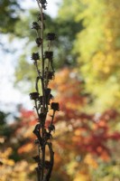 Graines d'Inula racemosa 'Sonnenspeer' en automne