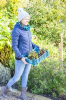 Femme portant un plateau de plantes vivaces séparées