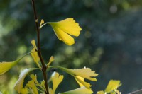 Ginkgo biloba 'Finger' - Feuilles d'arbre aux écus en automne