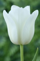 Tulipa 'Clearwater' Tulipe Unique Tardive Groupe Mai