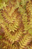 Osmunda regalis - Feuillage de fougère royale en automne