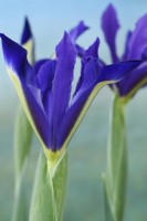Iris 'Découverte' Iris Hollandais Juin