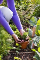 Femme plantant de l'origan divisé en pot.