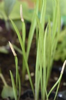Tragopogon porrifolius 'Sandwich Island' Salsifis Racine d'huître Jeunes plants démarrés dans un plateau en motte Juin