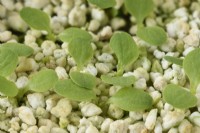 Lactuca sativa 'Little Gem' Cos laitue Les semis émergent à travers la perlite Août