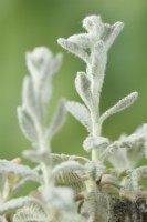 Tanacetum haradjanii Silver lace tanaisie Bouton floral et tige Juin